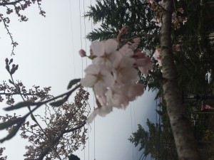 桜開花＼(^o^)／